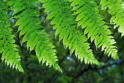 Leaves