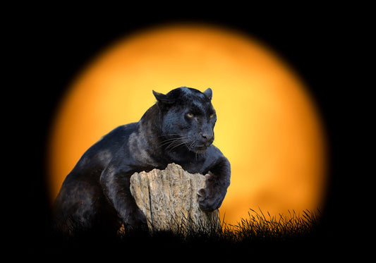 Black panther sundown