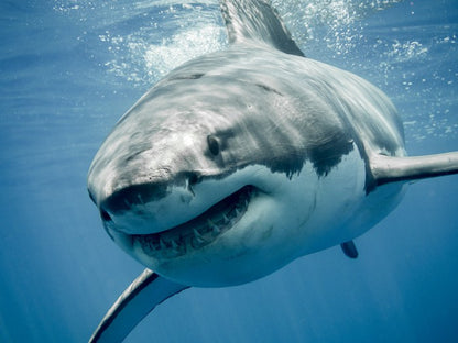 Great white smile