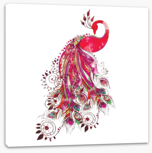 Peacock in fuchsia