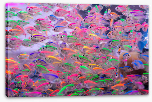 Neon fins