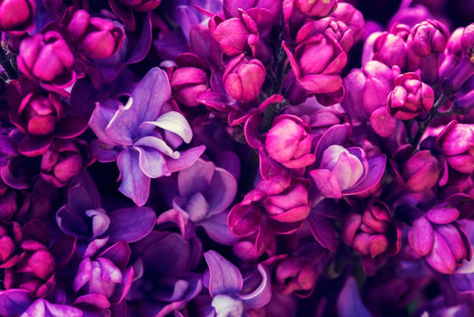 Lilac in love