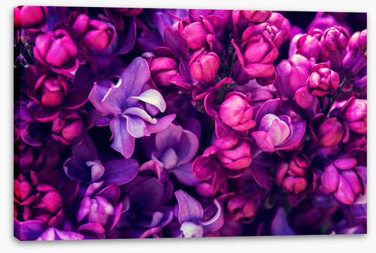 Lilac in love