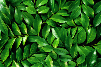 Leaves