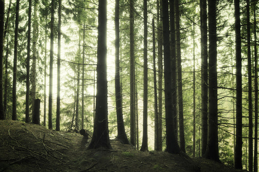 Forests