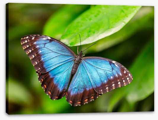 Butterflies