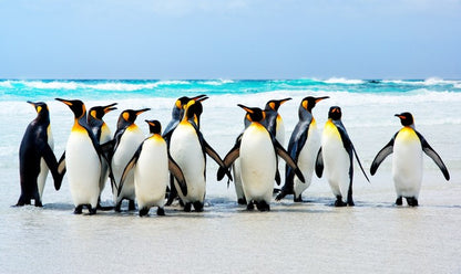 Kings of the beach