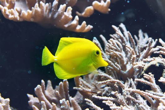 Fish / Aquatic