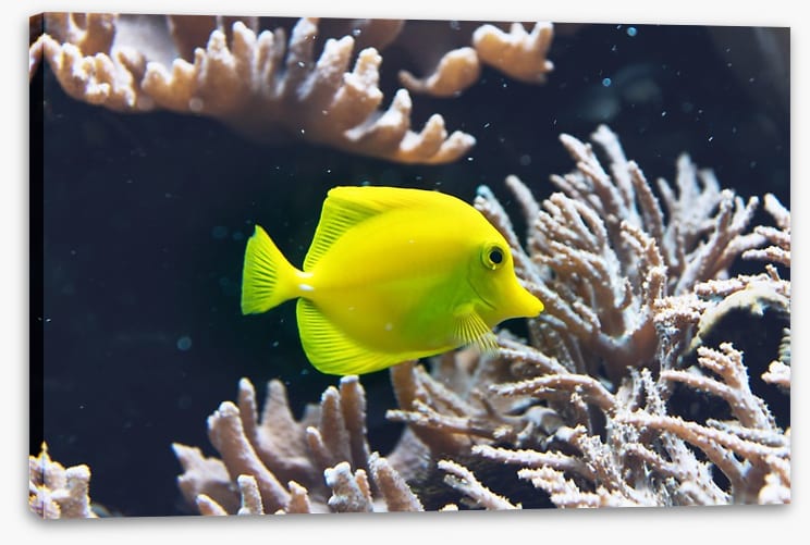 Fish / Aquatic