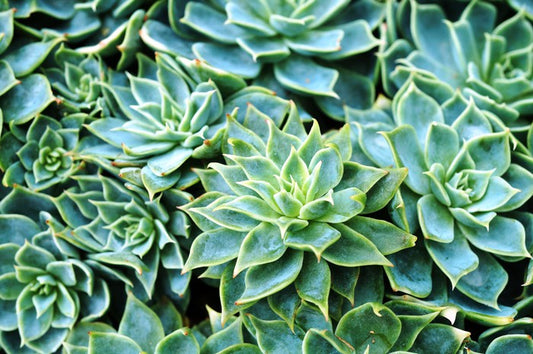 Succulent rosettes