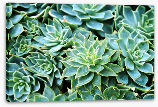 Succulent rosettes