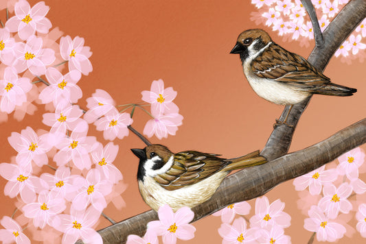 Birds
