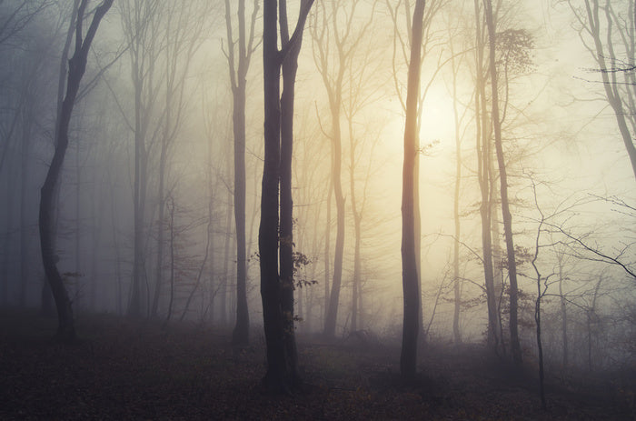 Forests