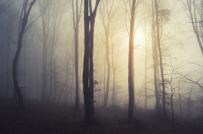 Forests