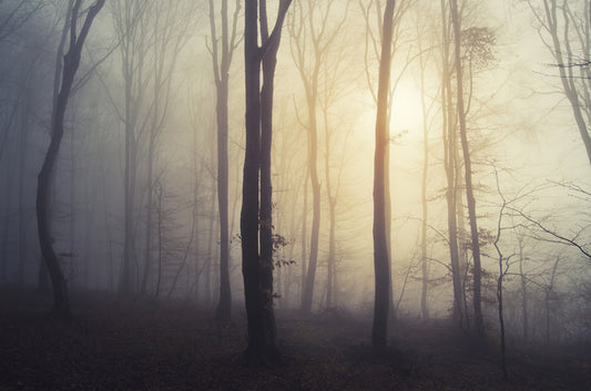 Forests