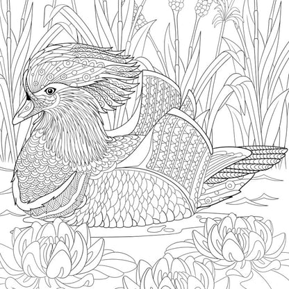 Colour me mandarin duck