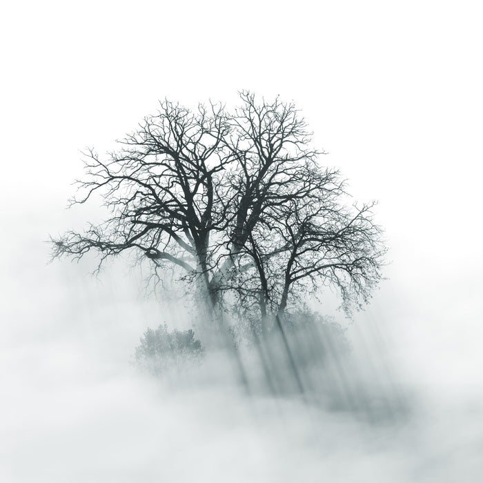 Above the mist