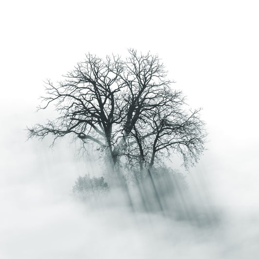 Above the mist