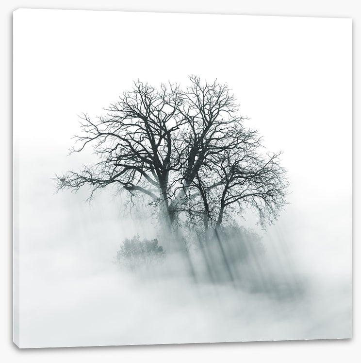 Above the mist