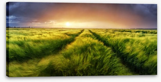 Meadows
