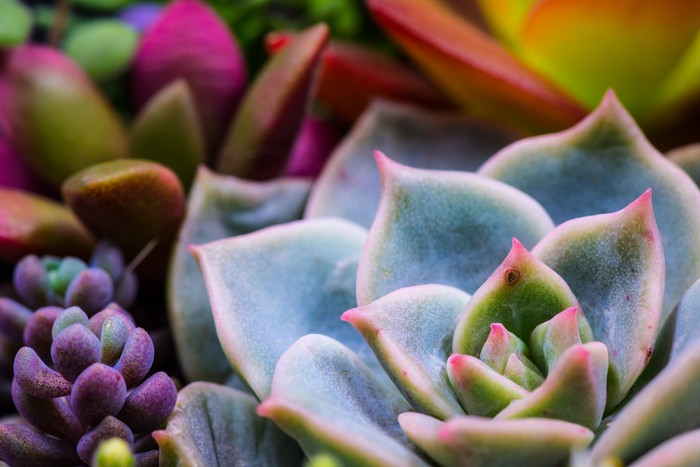 Succulent by nature