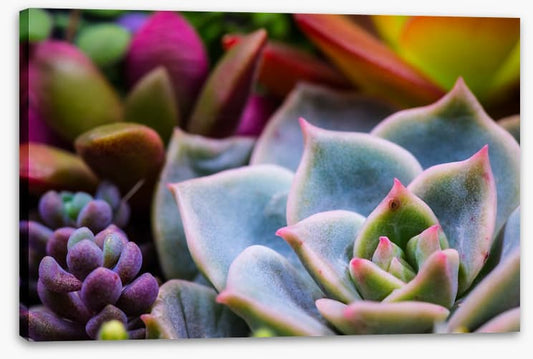 Succulent by nature