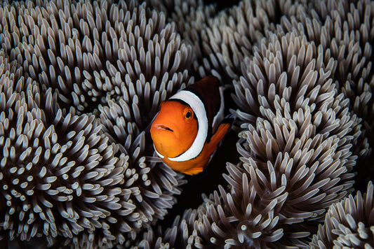Alone in the anemone