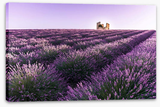 Lavender ruins