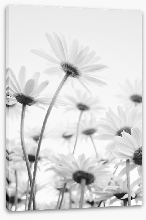 Under the daises