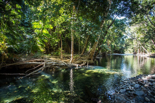 Daintree delight