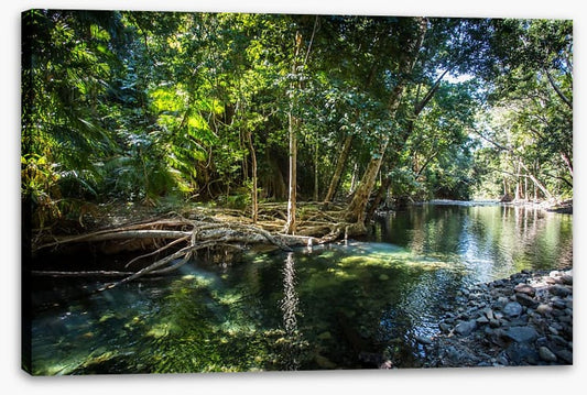 Daintree delight