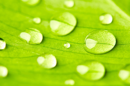 Leaves
