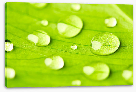 Leaves