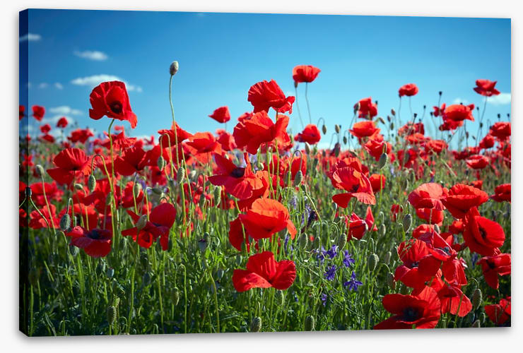 Poppy party