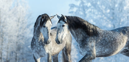 Stallions in the snow