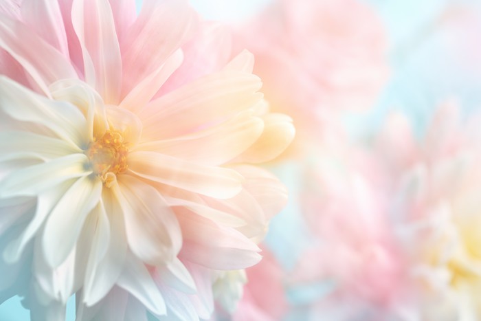 Pastel peony