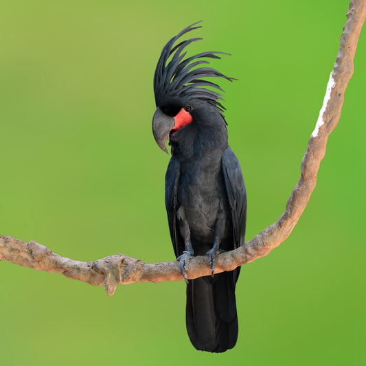The drumming bird