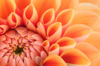 Soft peach chrysanthemum