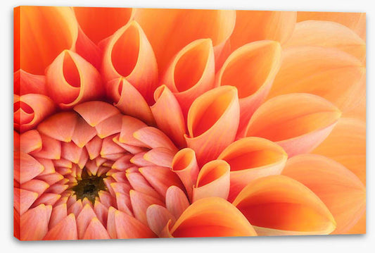 Soft peach chrysanthemum