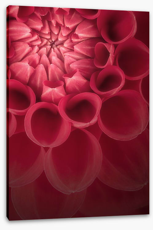 Burgundy chrysanthemum