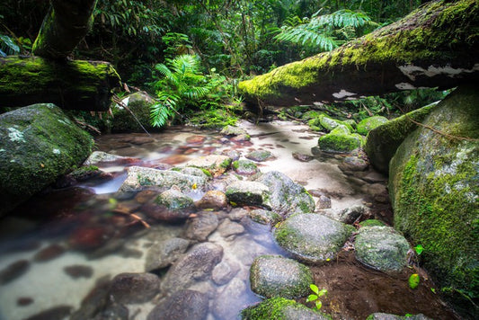 Flowing through the ferns