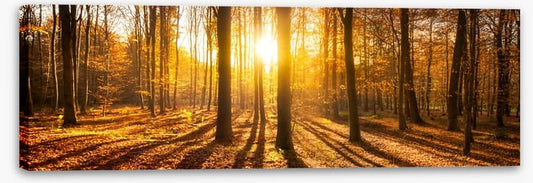 Autumn shadows panorama