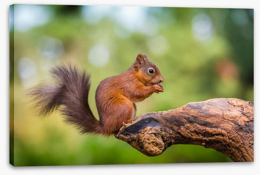 Bushy tail balance
