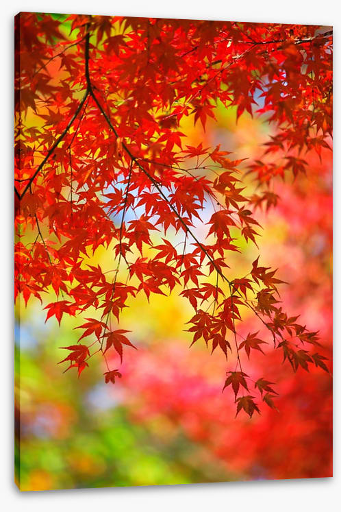 Under the maple tree