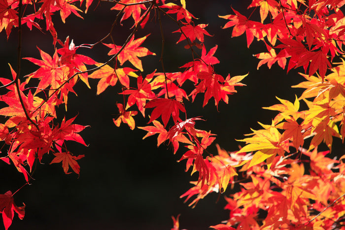 Leaves