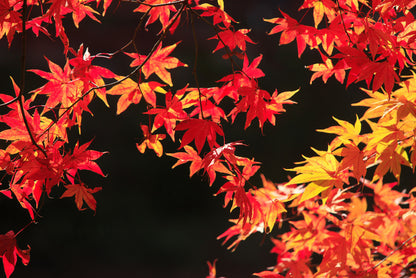 Leaves