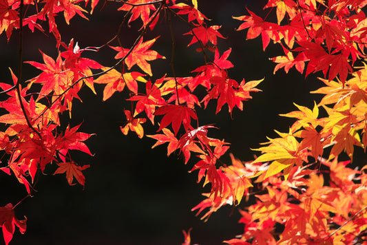 Leaves