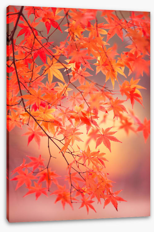 Maple leaf light