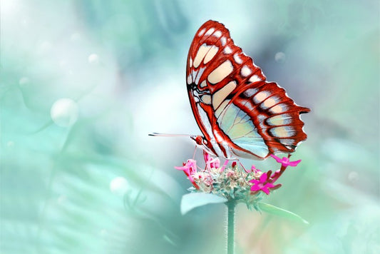 Insects