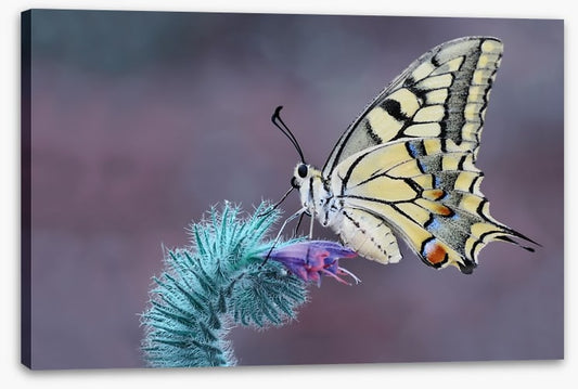 Papilio machaon macro